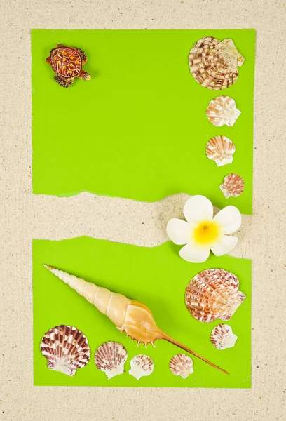 Green paper with sea shell decoration — Stock Photo, Image