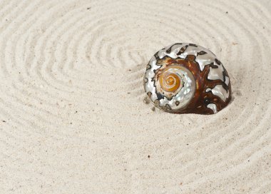 One rare sea shell clipart