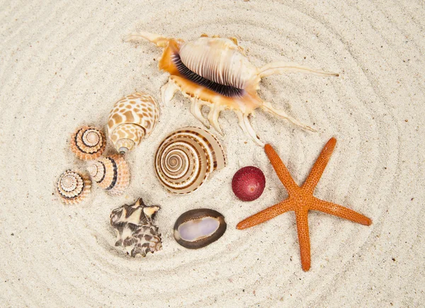 Sea Shell lajikkeet — kuvapankkivalokuva