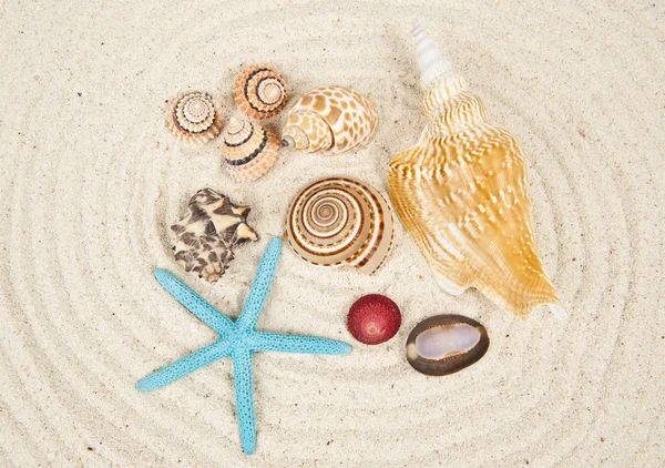 Beautiful sea shell collections — Stock Photo, Image