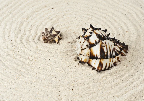 Schwarz-weiße Schale im Sand — Stockfoto