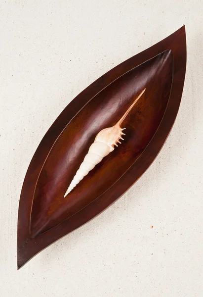One long beautiful sea shell in the wooden leaf tray — Stock Photo, Image