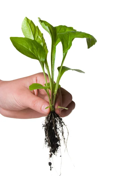 Plantera i sin hand — Stockfoto