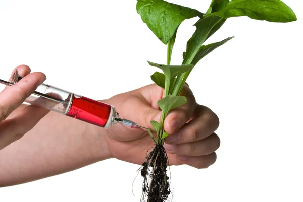 Grafted plant — Stock Photo, Image