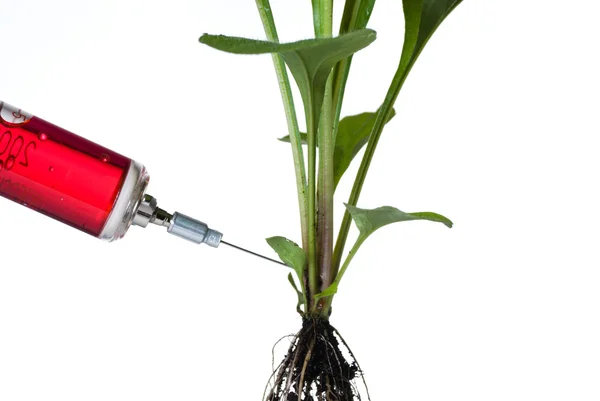 Fechar a seringa em planta verde — Fotografia de Stock