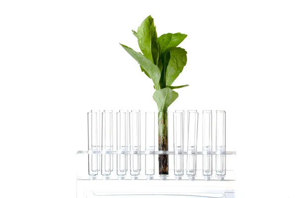 Rek met reageerbuizen en plant — Stockfoto