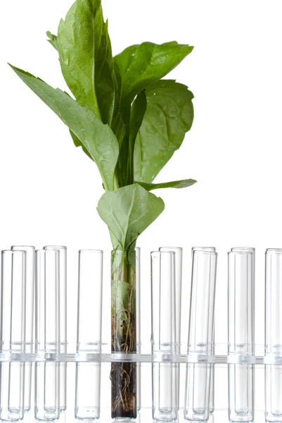 Test tüpleri ve bitki — Stok fotoğraf