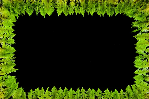 Moss çerçevesinden — Stok fotoğraf