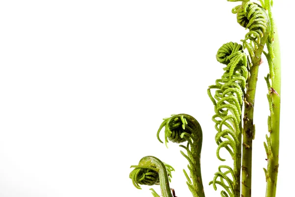 Swirled fern fronds — Stock Photo, Image