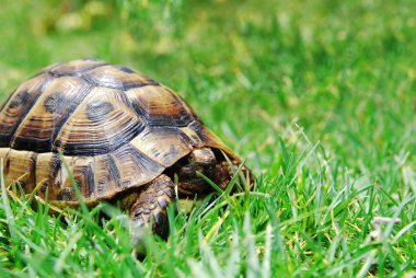 Hiding turtle on green grass clipart