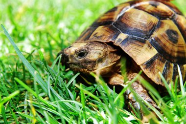 Turtle on green grass clipart