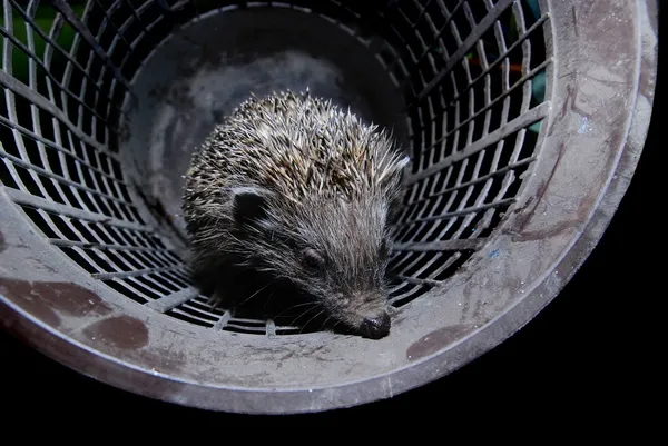 Hedgehog in bucket — Stock Photo, Image