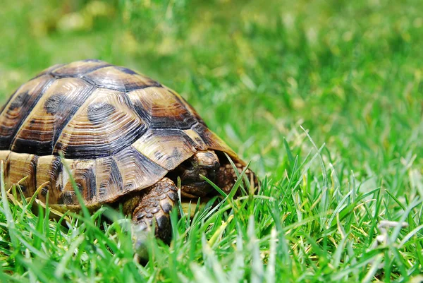 隐藏在绿色草地上的龟 — 图库照片
