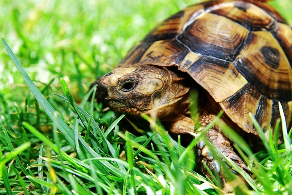 Turtle on green grass — Stock Photo, Image