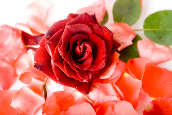 Rose-bloemblaadjes Stockfoto