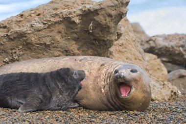 Mother and baby elephant seals. clipart