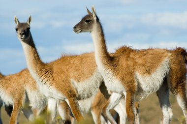 Guanacos in patagonia. clipart