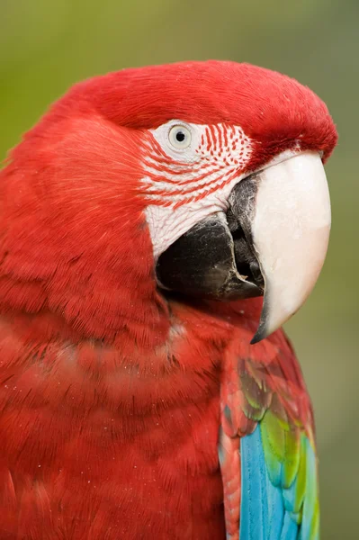 Papagal colorat aproape . — Fotografie, imagine de stoc