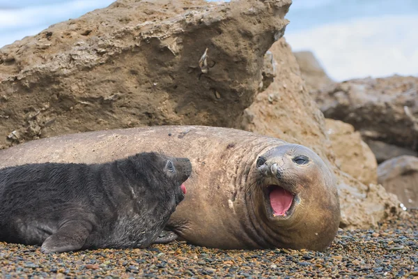 Mother and baby elephant seals. — Stock Photo, Image