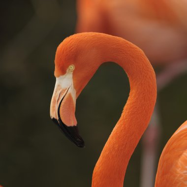 Flamingo, portre.