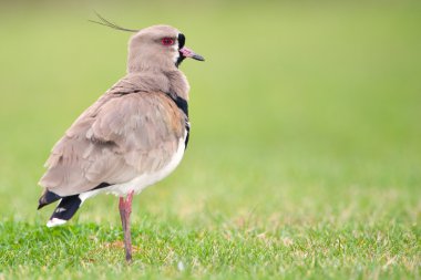 Güney kız kuşu (vanellus chilensis).