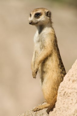 bir kaya üzerinde duran suricata.