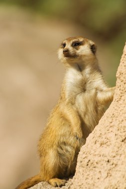 bir kaya üzerinde duran suricata.