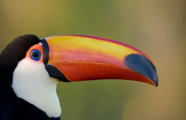 Toco toucan close up. clipart