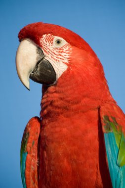 Colorful parrot, blue sky. clipart