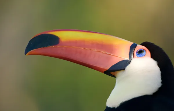 Portrait of a colorful toucan. — Stock Photo, Image