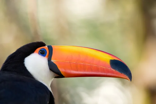 Toco toucan close up. — Stock Photo, Image