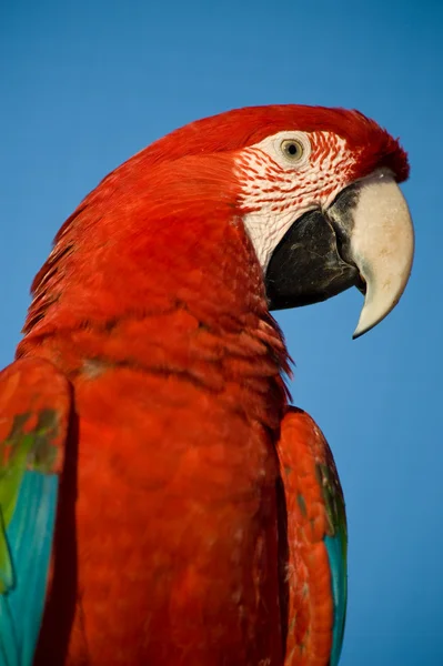 Colorful parrot, blue sky. — Stock Photo, Image
