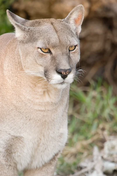 stock image Close up of a puma.