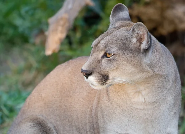 stock image Close up of a puma.