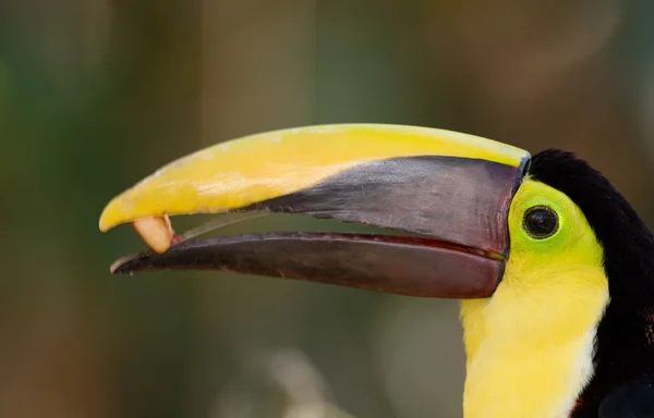 Portretul unui toucan colorat . — Fotografie, imagine de stoc