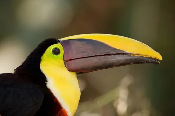 Portretul unui toucan colorat . — Fotografie, imagine de stoc