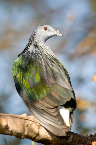 Pigeon portrait. — Stock Photo, Image