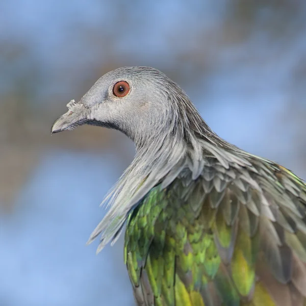 Retrato de paloma . —  Fotos de Stock