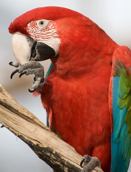 Крупный план разноцветного поедания попугая . — стоковое фото