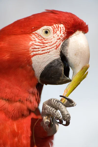 Close up of a colorful parrot eating. — Stock Photo, Image