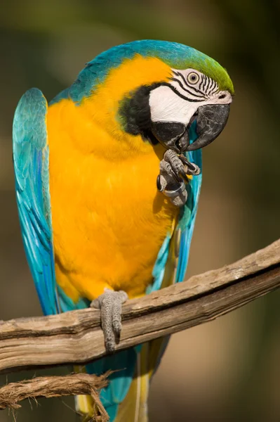 Aproape de un papagal colorat mananca . — Fotografie, imagine de stoc