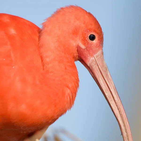 Scarlet ibis, profile. — Stock Photo, Image
