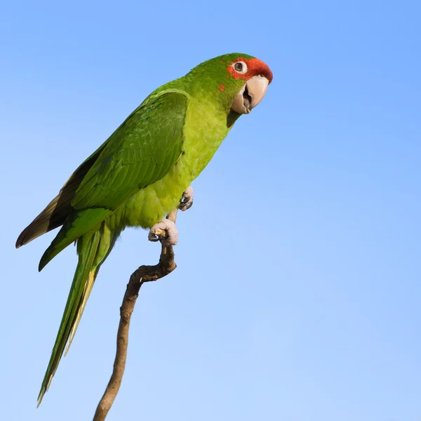 Красочный попугай . — стоковое фото