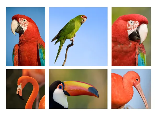 Colección de diferentes aves tropicales 1 . — Foto de Stock