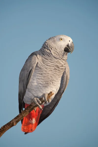 Папуга дивиться на камеру на блакитне небо . — стокове фото