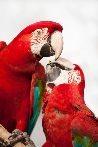 Dwa kolorowe papugi, jedzenie. — Zdjęcie stockowe
