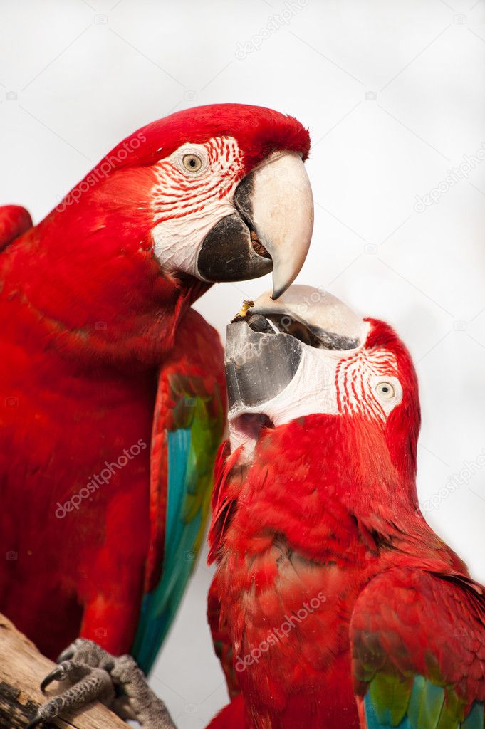 Two colorful parrots eating.