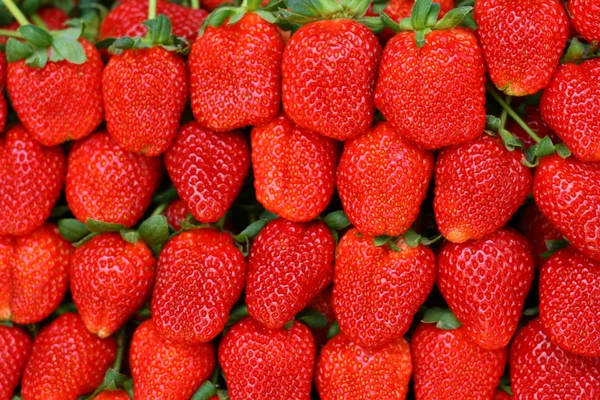 草莓行 — 图库照片