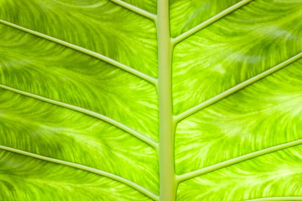 Leaf2 — Stockfoto