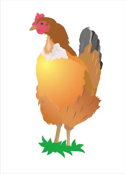 Kyckling på vit bakgrund — Stockfoto